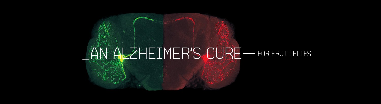 An Alzheimer’s Cure — with Fruit Flies
