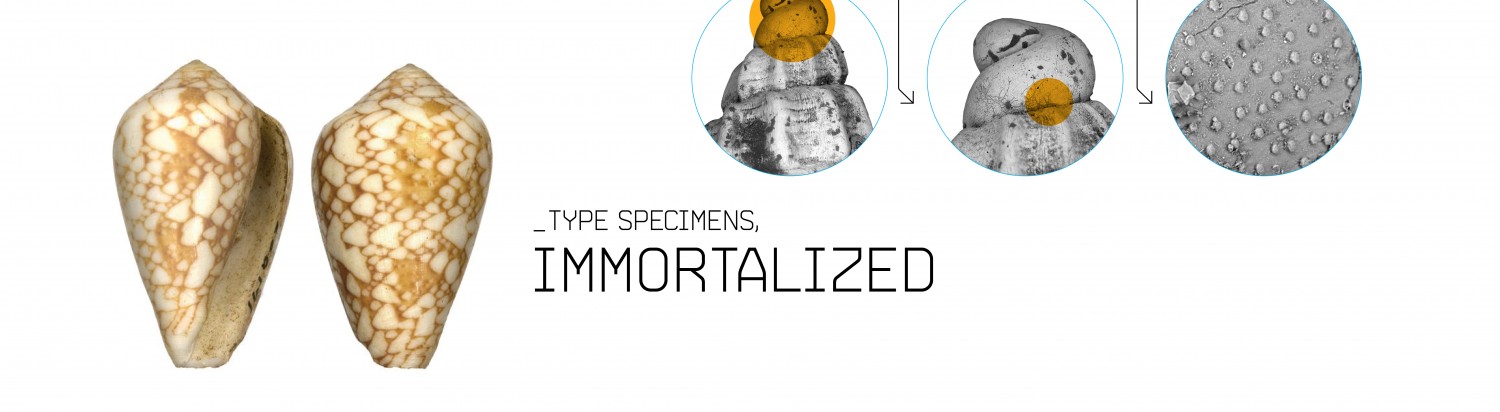 Type Specimens, Immortalized