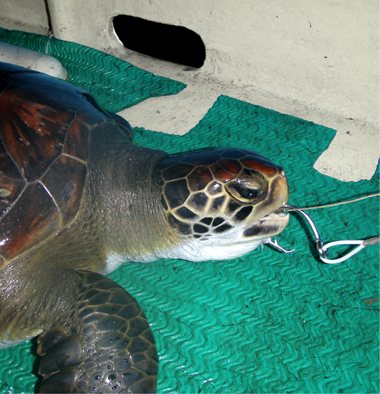 Catching and Releasing Turtles