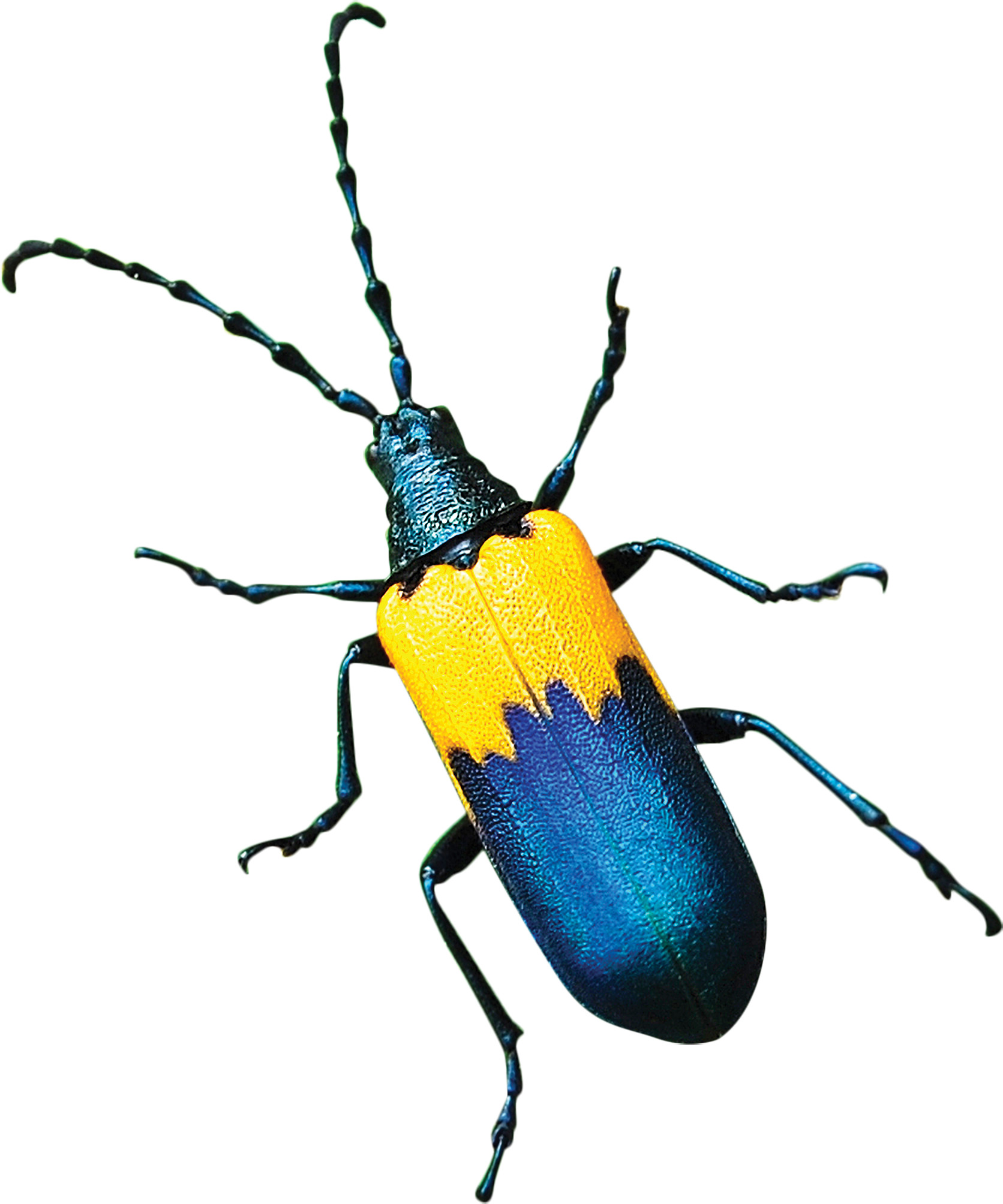 Desmocerus Palliatus