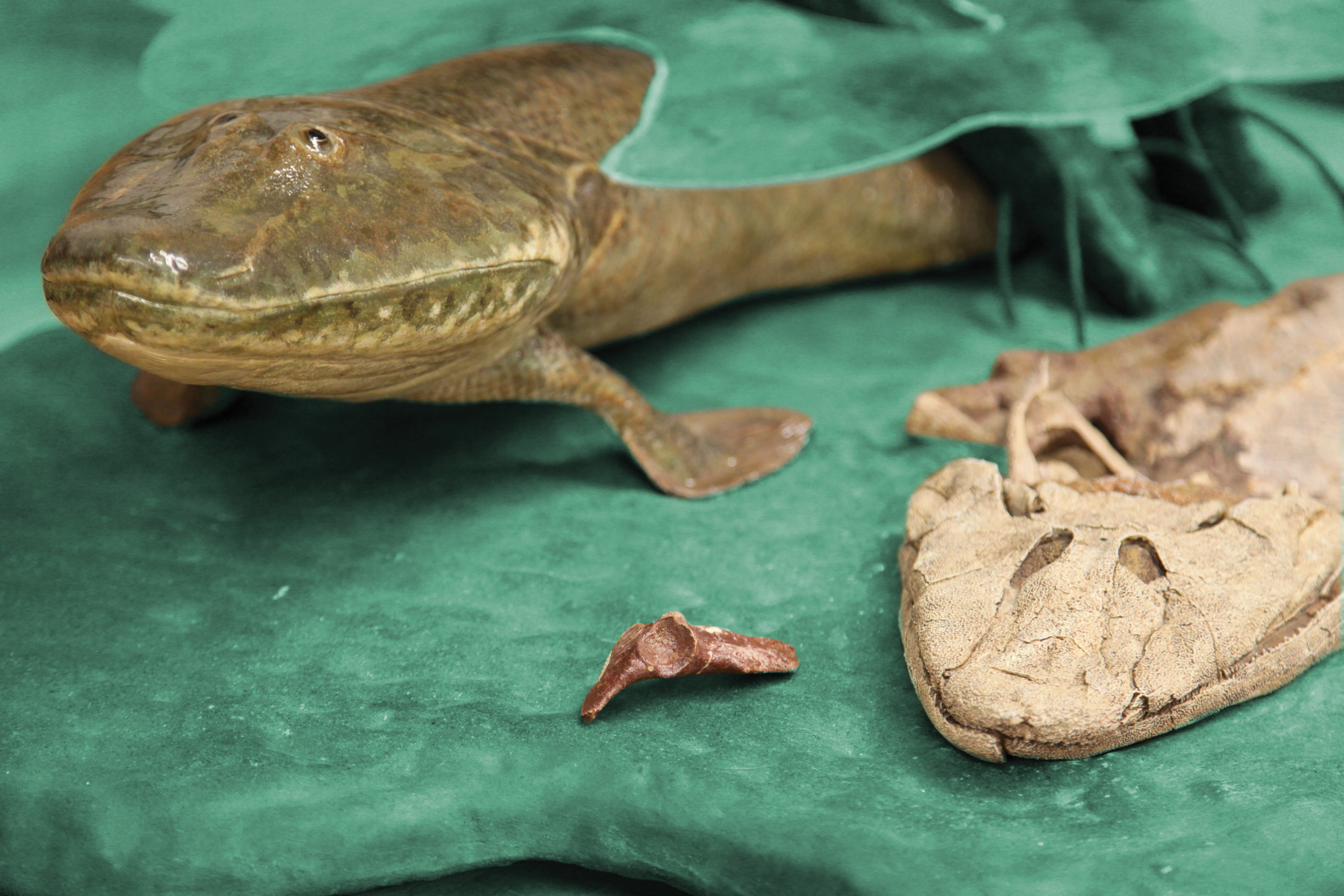 Tiktaalik Pelvicbone