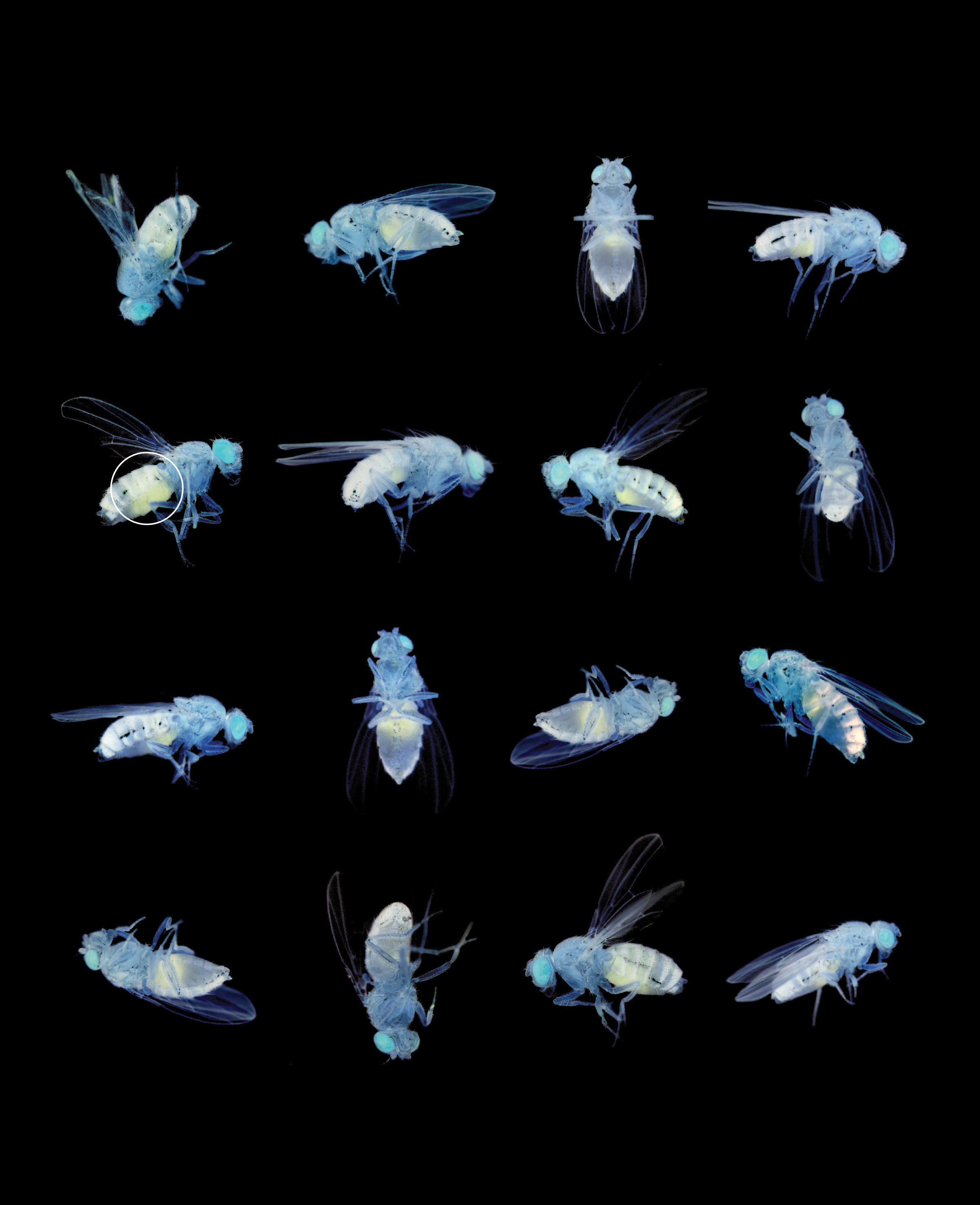 Blue Flies Grid