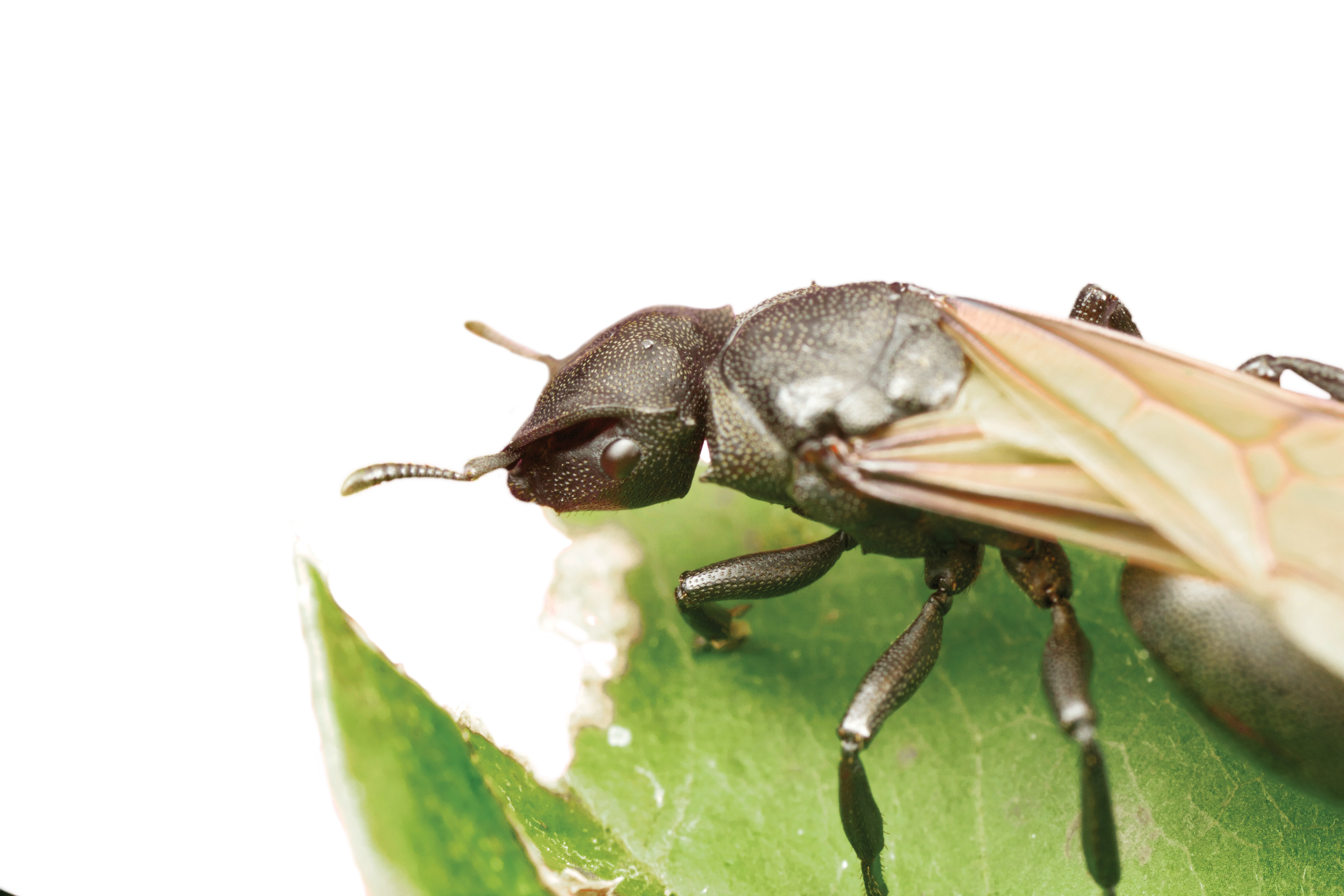 Cephalotes Flower