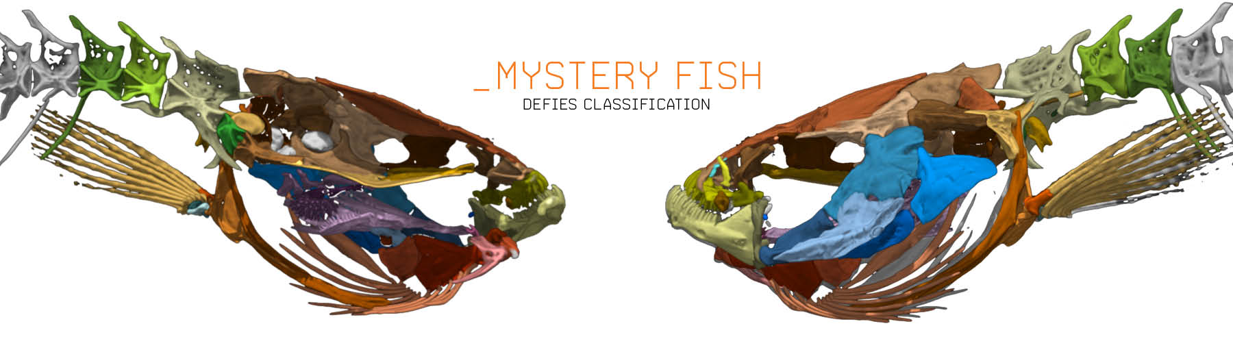 Mystery Fish Defies Classification