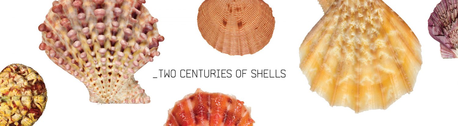Two Centuries of Shells