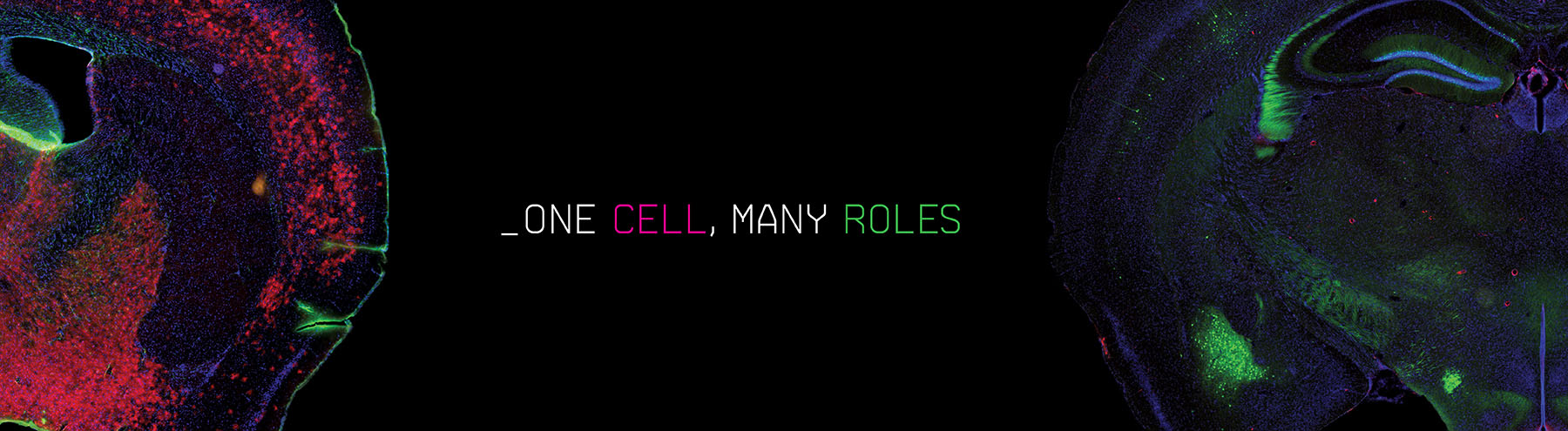 One Cell, Many Roles