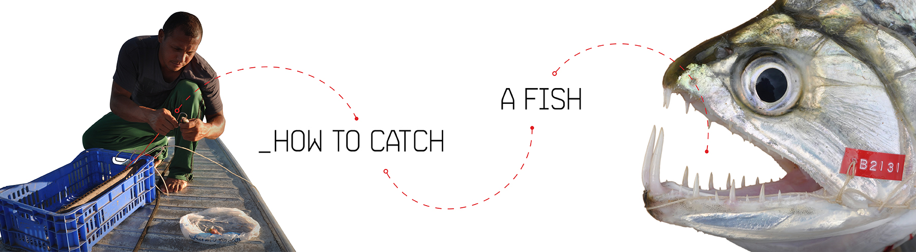 How to Catch a Fish