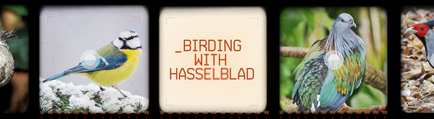 Birding with Hasselblad