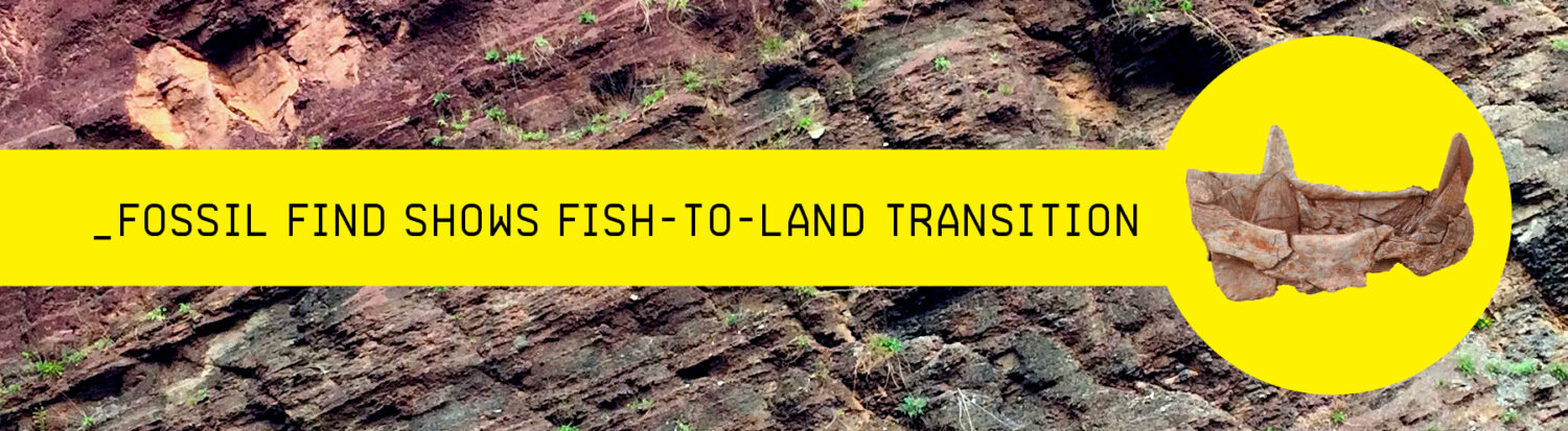 Fossil Reveals Fish-to-Land Transition